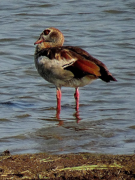 144. 010418Maputo, Mozambique & Kruger Nat Park, South Africa