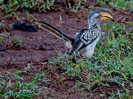 144. Kruger Nat Park, South Africa