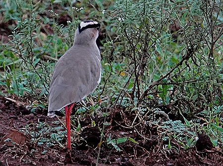147. Kruger Nat Park, South Africa