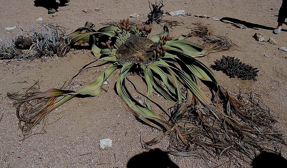 148. Walvis Bay, Namibia080418