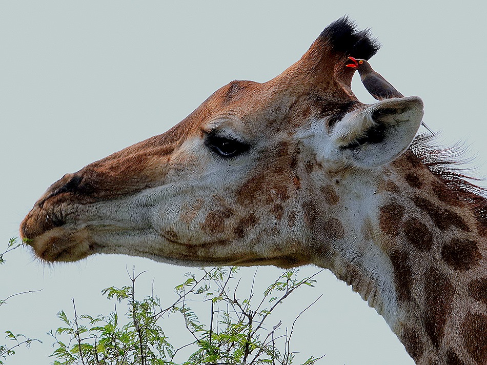 149. 010418Maputo, Mozambique & Kruger Nat Park, South Africa