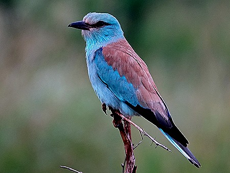 151. Kruger Nat Park, South Africa