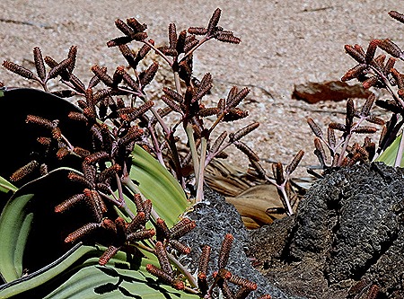 151. Walvis Bay, Namibia080418