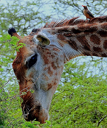 153a. 010418Maputo, Mozambique & Kruger Nat Park, South Africa