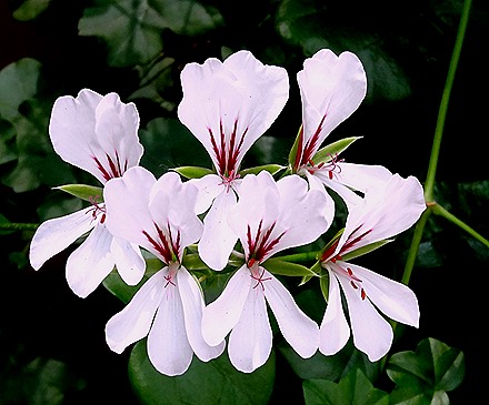 156. Singapore (Day 2)