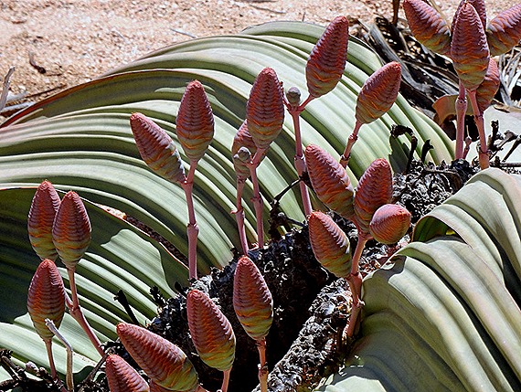 159. Walvis Bay, Namibia080418