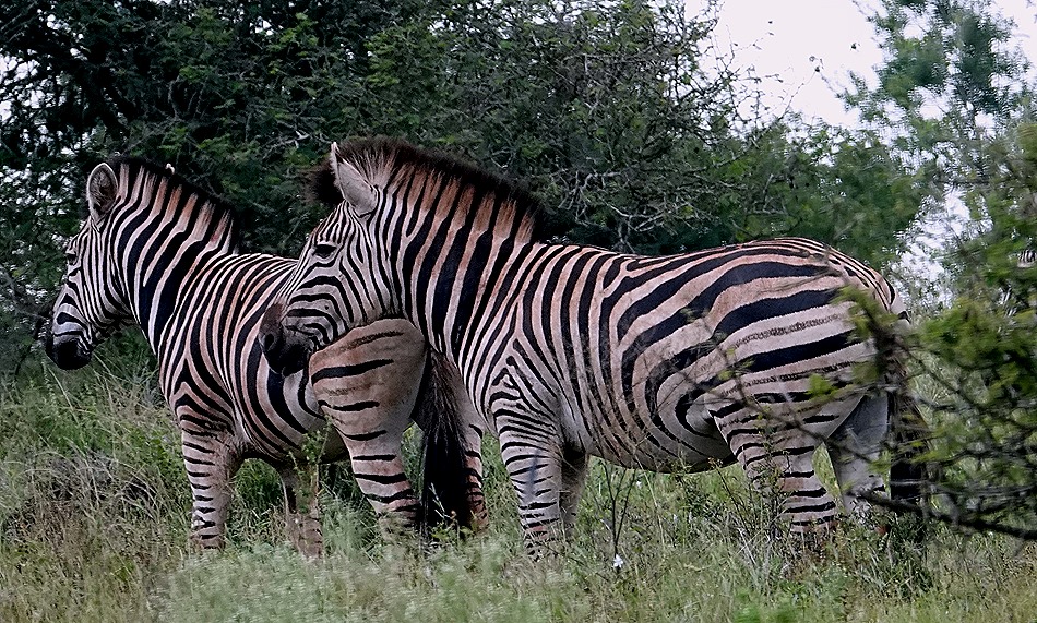 159a. Kruger Nat Park, South Africa_stitch