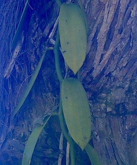 160. Victoria, Mahe, Seychelles