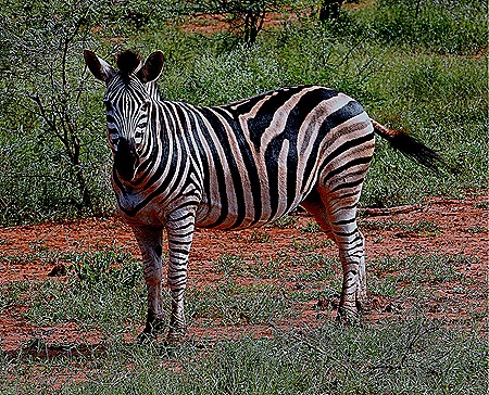 161. 010418Maputo, Mozambique & Kruger Nat Park, South Africa