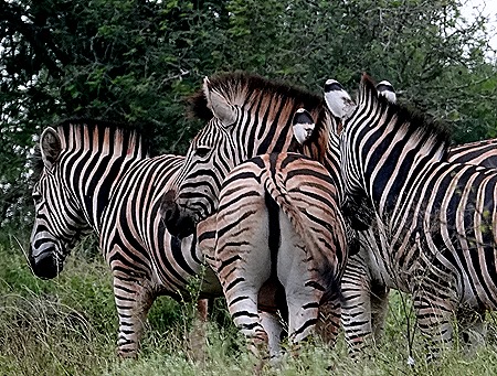 161. Kruger Nat Park, South Africa