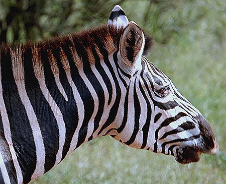 162. 010418Maputo, Mozambique & Kruger Nat Park, South Africa