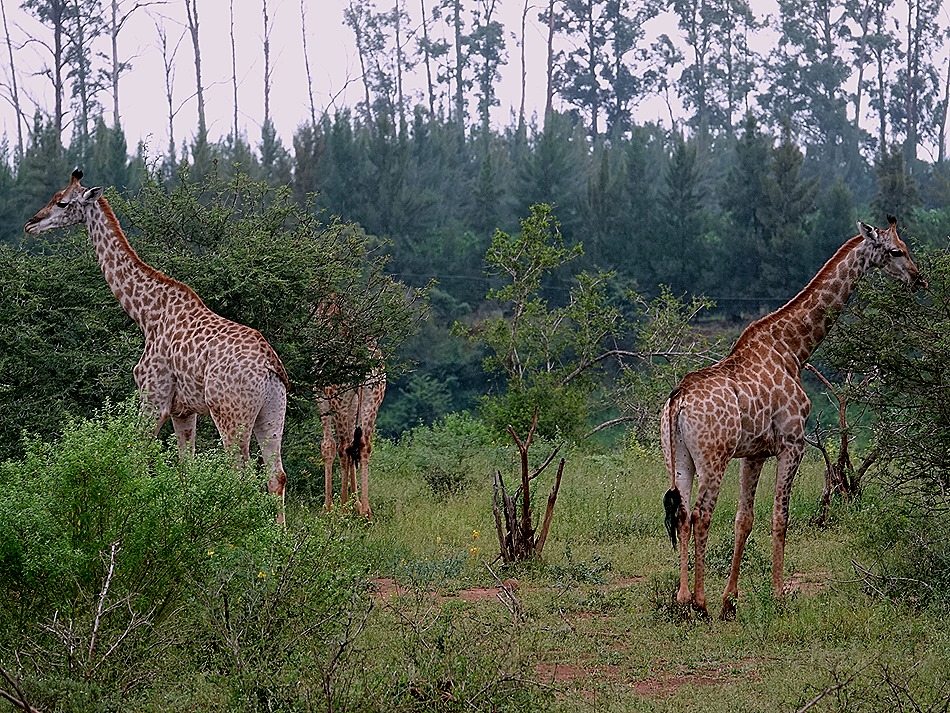 163. Kruger Nat Park, South Africa
