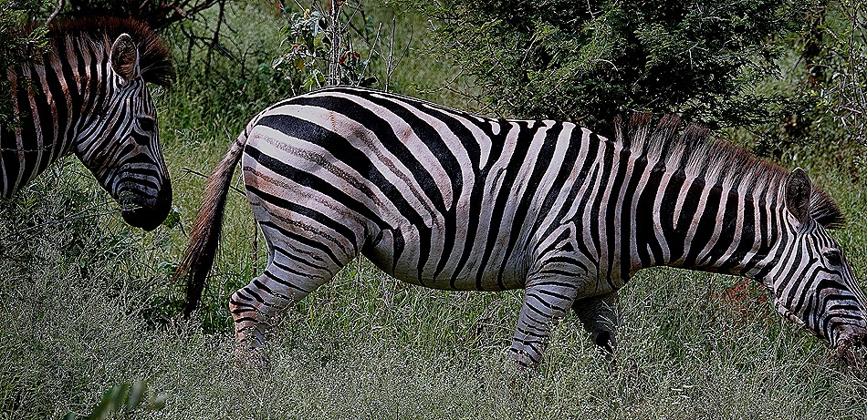 164. 010418Maputo, Mozambique & Kruger Nat Park, South Africa