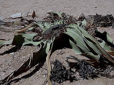 166c. Walvis Bay, Namibia