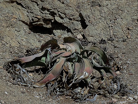 169. Walvis Bay, Namibia080418