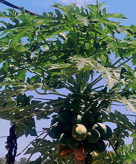 171a. Victoria, Mahe, Seychelles_stitch