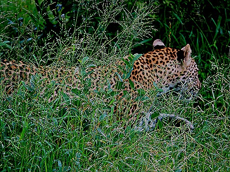 180. Kruger Nat Park, South Africa