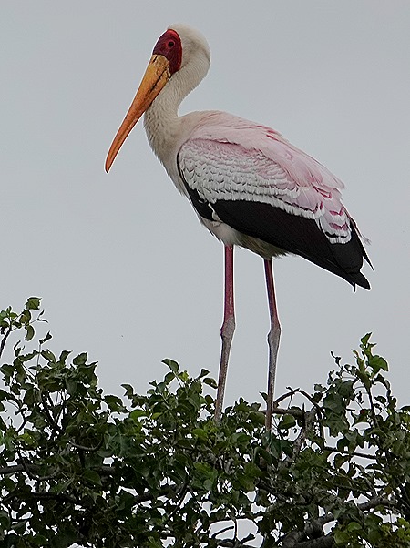 181. Kruger Nat Park, South Africa