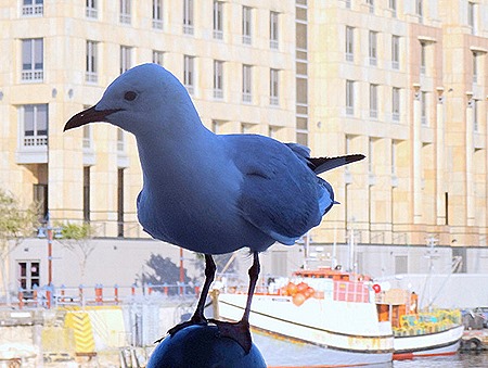 183. Capetown, South Africa