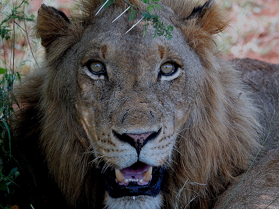 191. 010418Maputo, Mozambique & Kruger Nat Park, South Africa