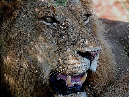 196. 010418Maputo, Mozambique & Kruger Nat Park, South Africa