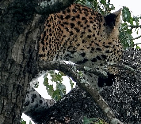 196. Kruger Nat Park, South Africa