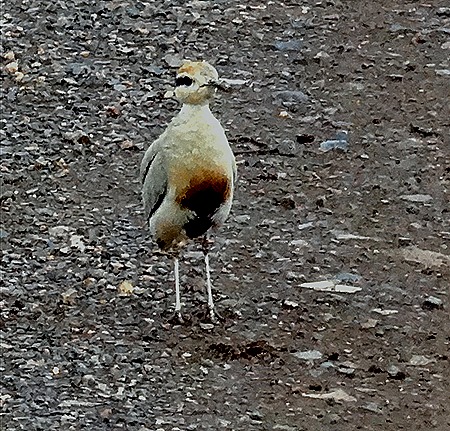 204. Kruger Nat Park, South Africa