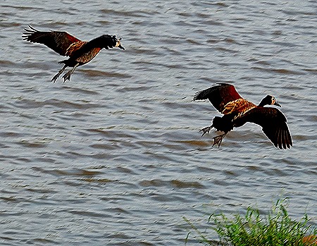 206. 010418Maputo, Mozambique & Kruger Nat Park, South Africa