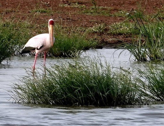 208. 010418Maputo, Mozambique & Kruger Nat Park, South Africa