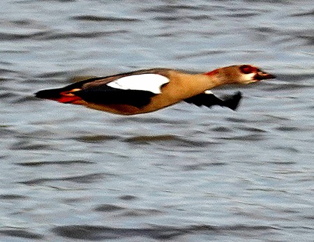 209. 010418Maputo, Mozambique & Kruger Nat Park, South Africa