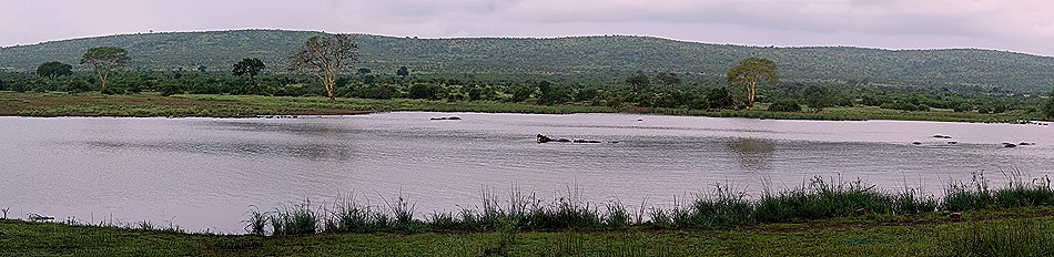 210b. Kruger Nat Park, South Africa_stitch