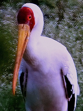 216a. 010418Maputo, Mozambique & Kruger Nat Park, South Africa