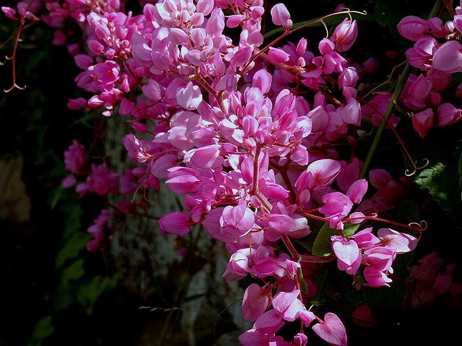 217. Victoria, Mahe, Seychelles