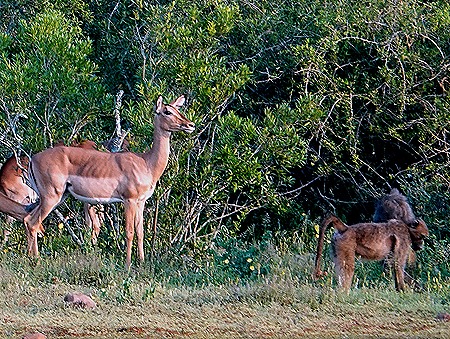 219. 010418Maputo, Mozambique & Kruger Nat Park, South Africa