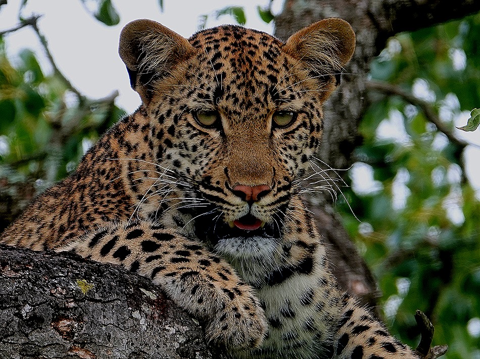 219. Kruger Nat Park, South Africa