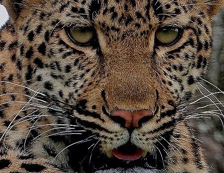 219a. Kruger Nat Park, South Africa