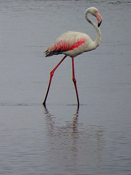 21a. Walvis Bay, Namibia080418