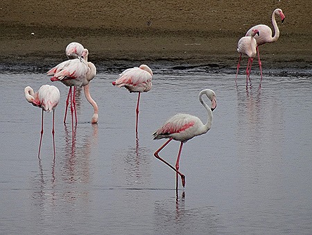 22. Walvis Bay, Namibia080418
