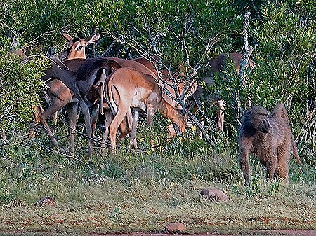 222. 010418Maputo, Mozambique & Kruger Nat Park, South Africa