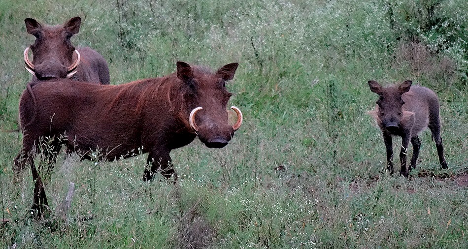 225. Kruger Nat Park, South Africa