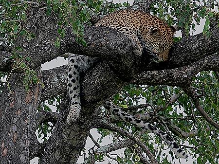 225. Kruger Nat Park, South Africa