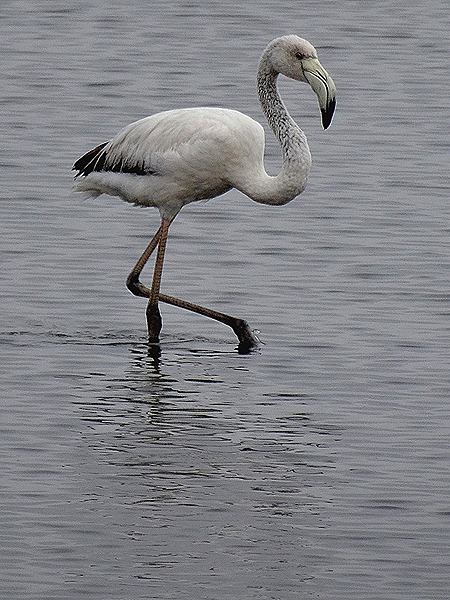 23. Walvis Bay, Namibia080418