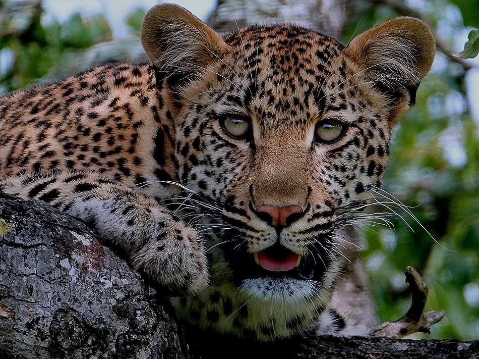 235. Kruger Nat Park, South Africa