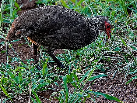 239. 010418Maputo, Mozambique & Kruger Nat Park, South Africa