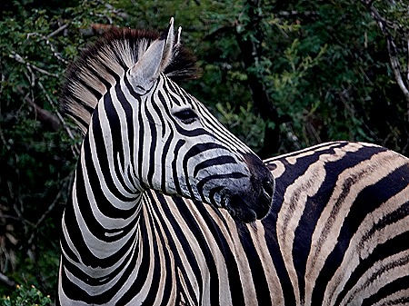 24. Kruger Nat Park, South Africa