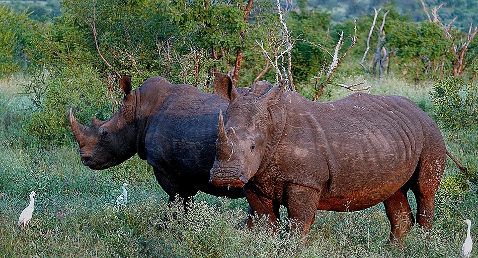 240a. 010418Maputo, Mozambique & Kruger Nat Park, South Africa_stitch