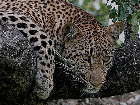 241. Kruger Nat Park, South Africa