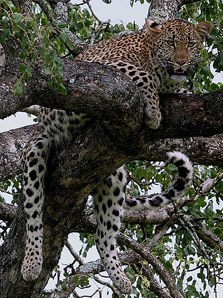 248. Kruger Nat Park, South Africa