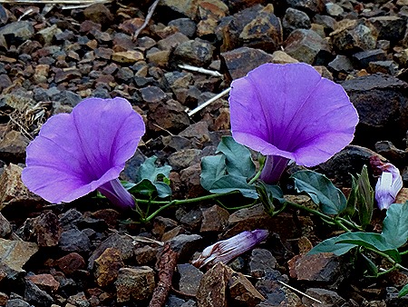 255. Kruger Nat Park, South Africa