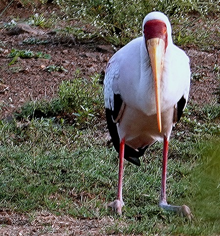256. Kruger Nat Park, South Africa